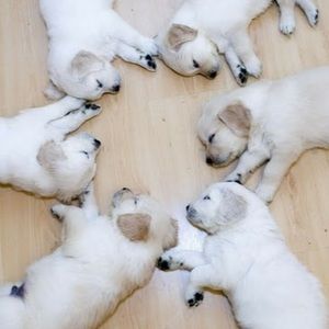 Meet your Posher, Ariana